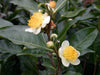 files/CAMELLIA.jpg