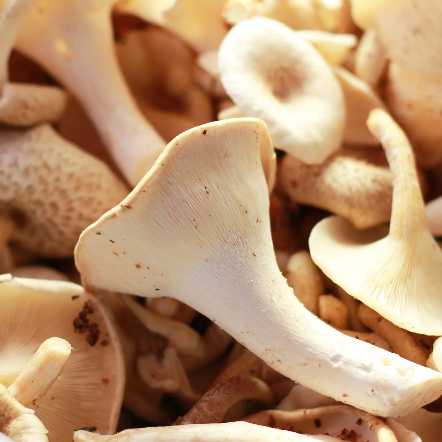 Mushrooms - BEJOU