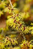 files/hamamelis-virginiana.jpg